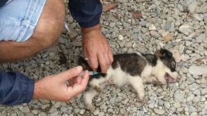 Cucciolo scaraventato oltre una recinzione era a un passo dalla morte, per fortuna il soccorso tempestivo (VIDEO)