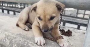 Cagnolino abbandonato e legato per strada viene portato via da una situazione disperata (VIDEO)