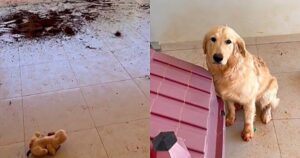 La reazione della donna al disordine creato dal Golden Retriever è un successo nel web (VIDEO)