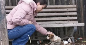 Singhiozza mentre salva un cagnolino abbandonato per strada (VIDEO)