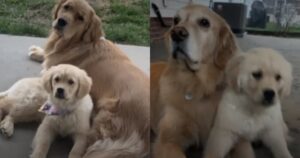 Due Golden Retriever accolgono un cucciolo nel modo più dolce possibile (VIDEO)