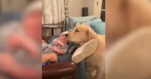 Golden Retriever accoglie il nuovo fratellino umano in maniera inaspettata (VIDEO)