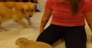 Golden Retriever ha una reazione inaspettata quando i suoi padroni gli presentano il fratellino (VIDEO)