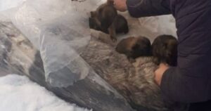 Cagnolina mamma sfida le temperature glaciali per proteggere i suoi cuccioli e rifiuta l’aiuto dell’uomo (VIDEO)