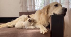 Un gattino che fa il bagnetto al Golden Retriever: Ecco il tenero momento catturato dalla telecamera (VIDEO)