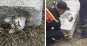 Questo gattino era rimasto incastrato in un blocco di cemento: tempestivi i soccorsi
