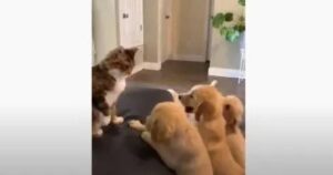 Cuccioli di Golden Retriever vogliono giocare con una gattina, ma lei non gradisce la compagnia (VIDEO)