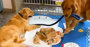 Golden Retriever dimostra che vuol dire prendersi cura della propria famiglia (VIDEO)