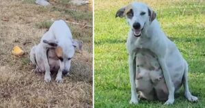 Cagnolina abbandonata viene trovata poco prima del parto: miracolosamente, tutti i suoi cuccioli sopravvivono (VIDEO)