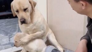 Cagnolina mamma farebbe di tutto per difendere i suoi cuccioli, l’incredibile reazione ripresa (VIDEO)