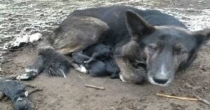 Cagnolina mamma ridotta a un mucchio di ossa cerca di sopravvivere per nutrire i suoi cuccioli (VIDEO)