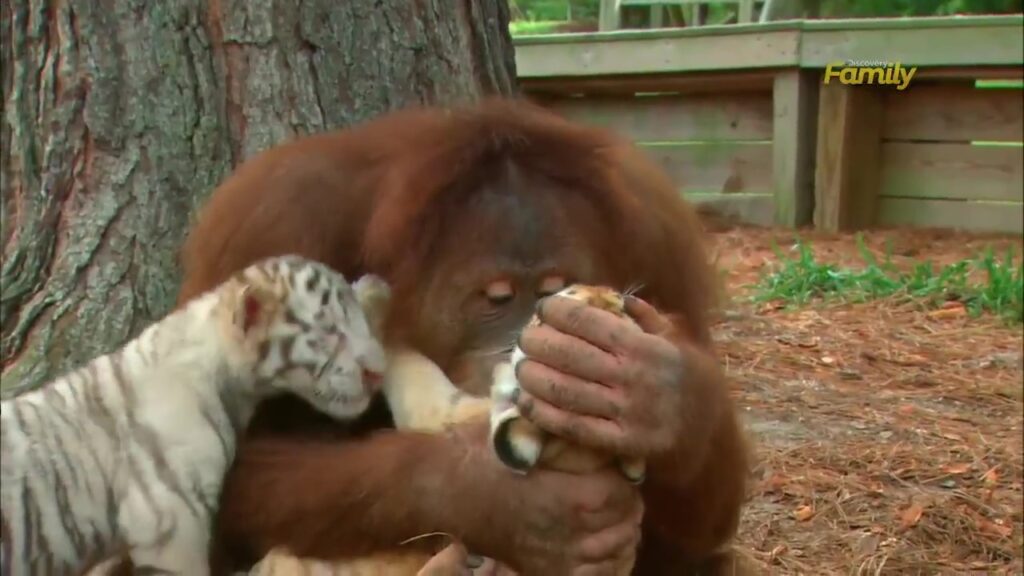 scimmia orango e tigre