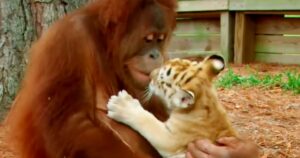 Mamma orango si prende cura del cucciolo di tigre rimasto orfano (VIDEO)