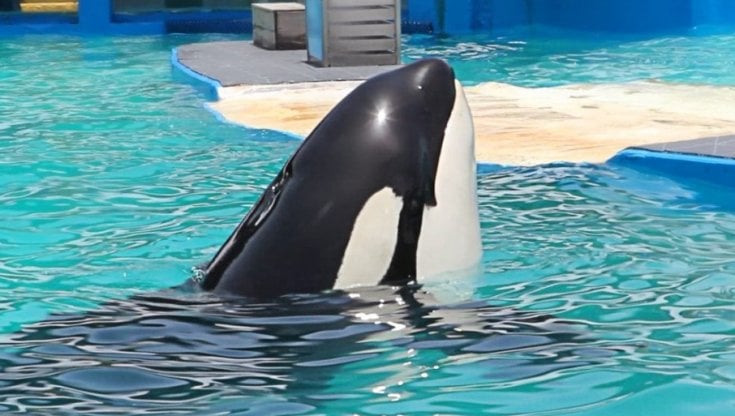 orca lolita tokitae