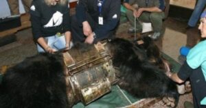 La felicità di quest’orso dopo essere stato liberato da una “camicia di forza” tenuta per anni (VIDEO)