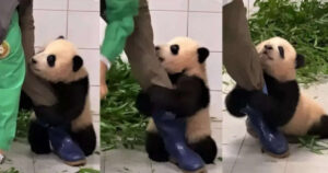 Cucciolo di panda abbraccia il suo custode per non farlo andare via (VIDEO)