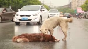 Cagnolino resta accanto al suo amico investito a vegliarlo. La scena straziante (VIDEO)