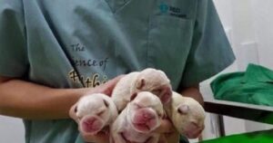 Un parto molto difficile, mamma cagnolina lascia quattro cuccioli orfani