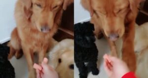C’erano solamente due salsicce per tre cani: quello che fa il Golden Retriever è davvero commovente (VIDEO)