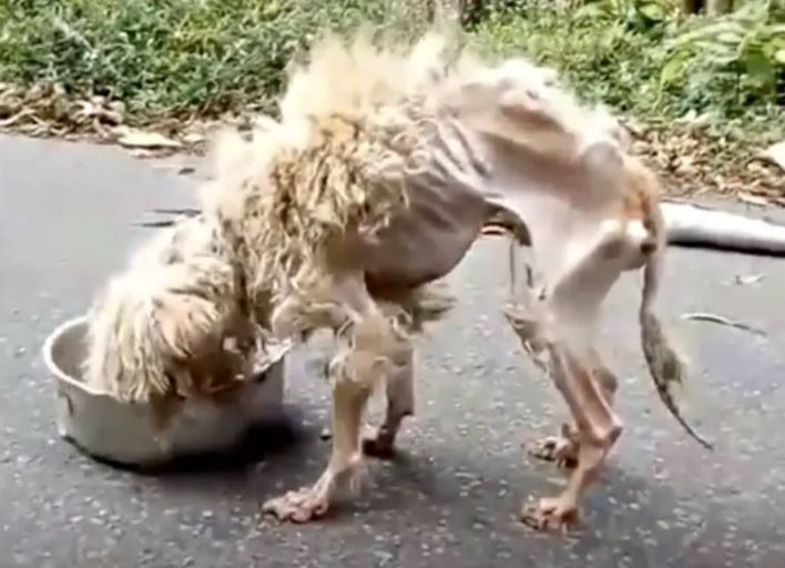 cagnolino scheletrico