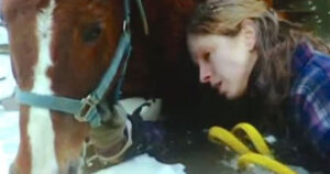 Eroico cane lupo salva la sua padrona e il suo cavallo, entrambi rimasti bloccati nel ghiaccio (VIDEO)