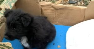Cagnolino abbandonato in una scatola rinasce grazie a un incontro casuale (VIDEO)