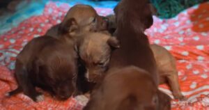 Sette cagnolini abbandonati vengono salvati con un’operazione complessa nel cuore della notte (VIDEO)