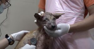 Cucciolo abbandonato in condizioni drammatiche, il suo recupero è straordinario (VIDEO)