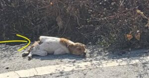 Cagnolino ferito gravemente giace sulla strada: per molti giorni tutti lo ignorano (VIDEO)