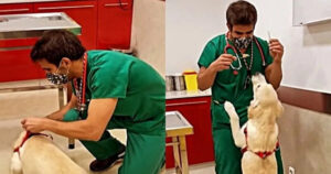 Veterinario ha una fantastica tecnica per fare le punture ai cani senza che se ne accorgano (VIDEO)
