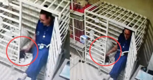 Veterinario legge una storia ad un cucciolo ricoverato, ha commosso il web (VIDEO)