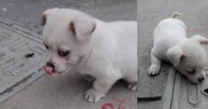 Il cucciolo non voleva allontanarsi dal tombino: poco dopo il padrone scopre la straziante verità (VIDEO)