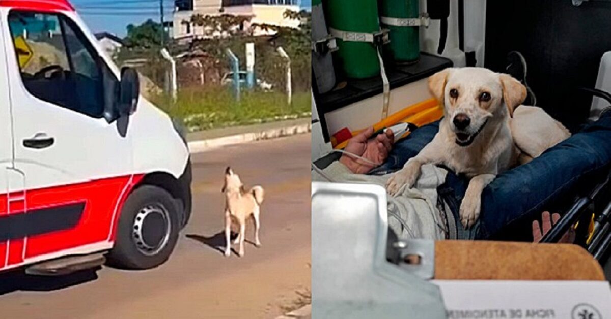 Cagnolino ottiene il permesso e accompagna il padrone che si è sentito ...