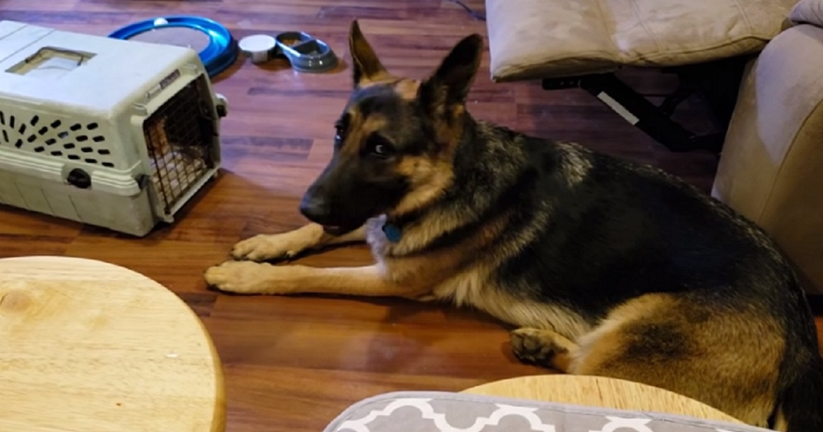 La dolce follia dello Shih Tzu Un divertente video mostra il cane che gira per casa con una