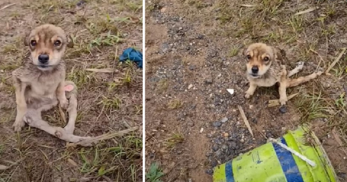 Cagnolino paralizzato abbandonato sulla strada, affamato e tremante sotto la pioggia diventa un simbolo di speranza