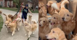 Rimangono con una cucciolata di 13 Golden Retriever e mostrano com’è la vita insieme a loro (VIDEO)