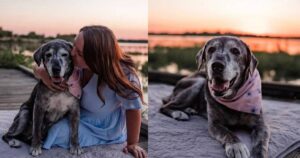 Labrador Retriever di quasi 20 anni e con una triste diagnosi viene adottato da una coppia di amici (VIDEO)