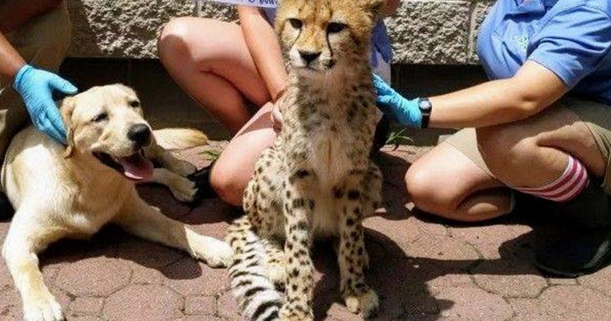 La dolce follia dello Shih Tzu Un divertente video mostra il cane che gira per casa con una