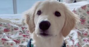 Cucciolo di Golden Retriever piange per la sua mamma (VIDEO)