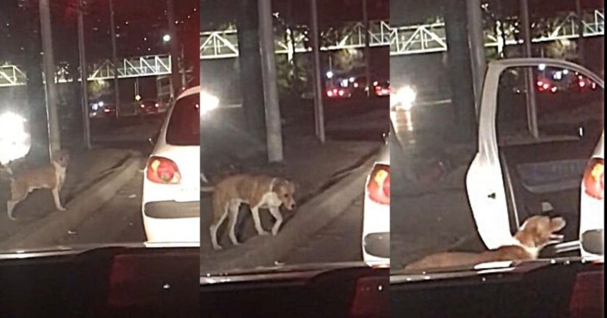 Cane randagio viene fatto salire in auto