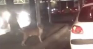 Adotta un cagnolino randagio al semaforo: le immagini commuovono il web (VIDEO)