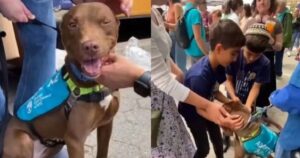 Trovano il loro cagnolino smarrito a un evento per adozioni: avevano perso ogni speranza (VIDEO)