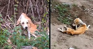 Cagnolina abbandonata vicina al ruscello nonostante fosse fragile e affamata dopo il parto