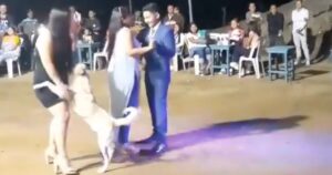 Cagnolino balla il valzer e ruba gli ospiti al padroncino 15enne (VIDEO)