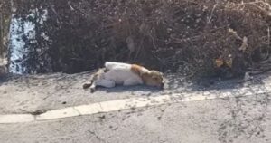 Cagnolino di neanche 2 kg si accascia sul ciglio della strada era stremato (VIDEO)