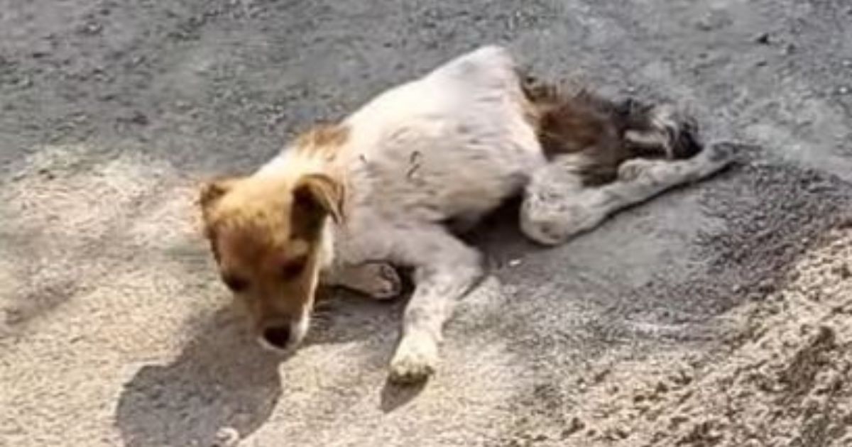 Cane di piccola taglia sdraiato