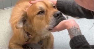 Cagnolone anziano in un rifugio mette la zampa su una donna e le fa sapere che è giunta la sua ora (VIDEO)