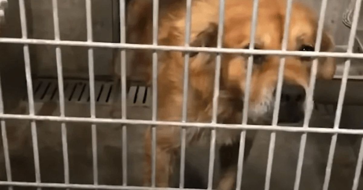 Cane nella gabbia