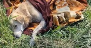 Cagnolino cade in un fiume e ne esce paralizzato: affronta un calvario, senza un lieto fine