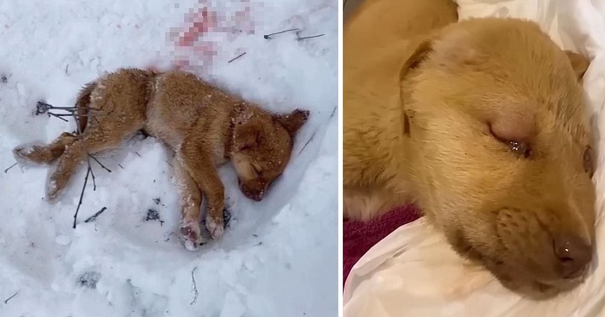 Cagnolino in mezzo alla neve